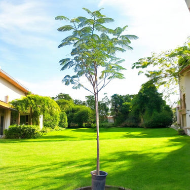 Delonix Regia - Flame Tree